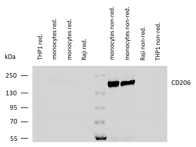Anti-Hu CD206 Purified Low Endotoxin