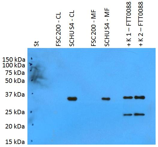 PilT (F. tularensis ssp. tularensis) Antibody