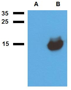 Acr1 (M. tuberculosis) Antibody