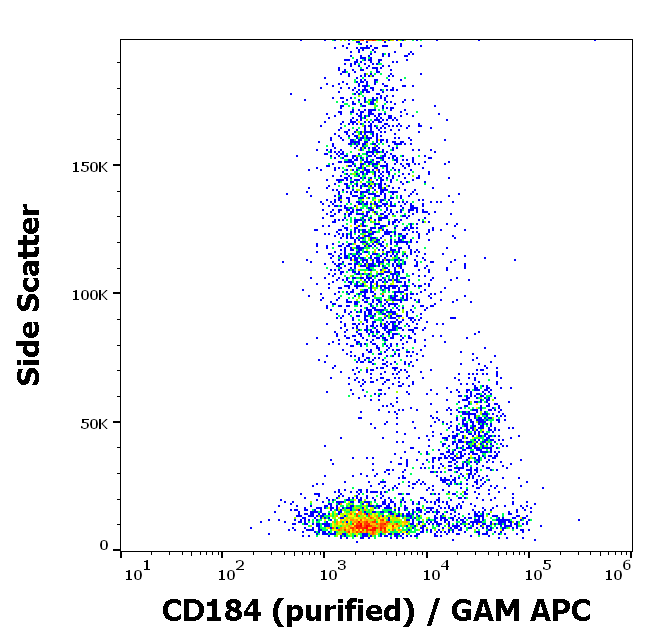 Anti-Hu CD184 Purified
