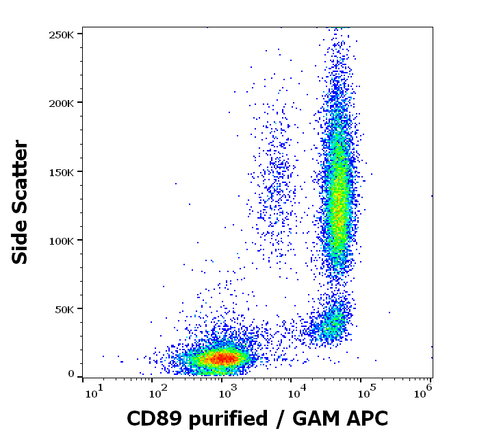 CD89 antibody