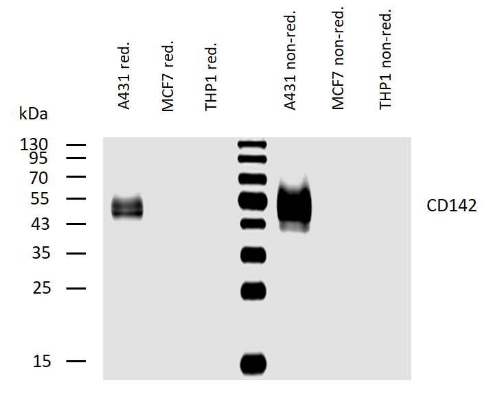 Tissue factor antibody