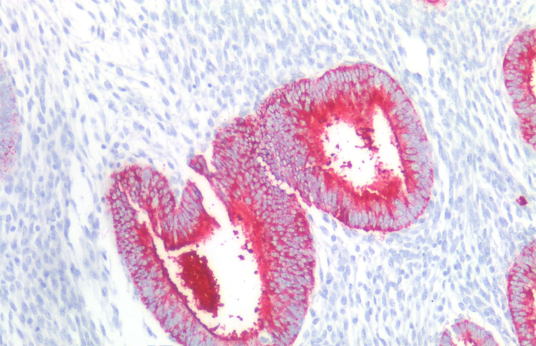 Anti-Hu CD15 Purified