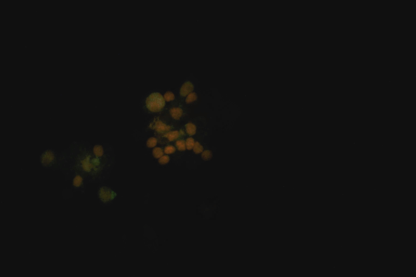 PCNA Antibody