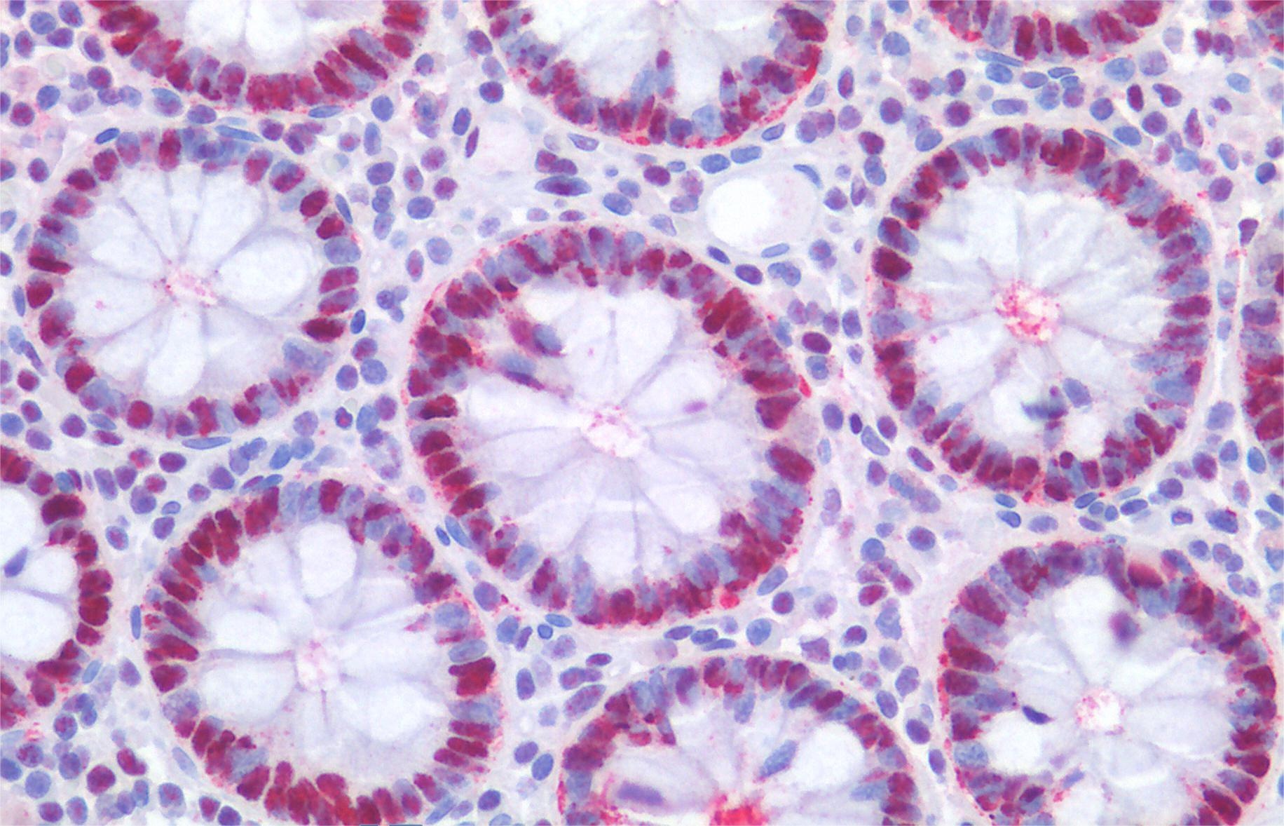 PCNA Antibody