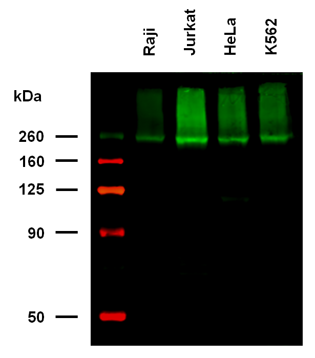 Anti-Hu CD222 Biotin