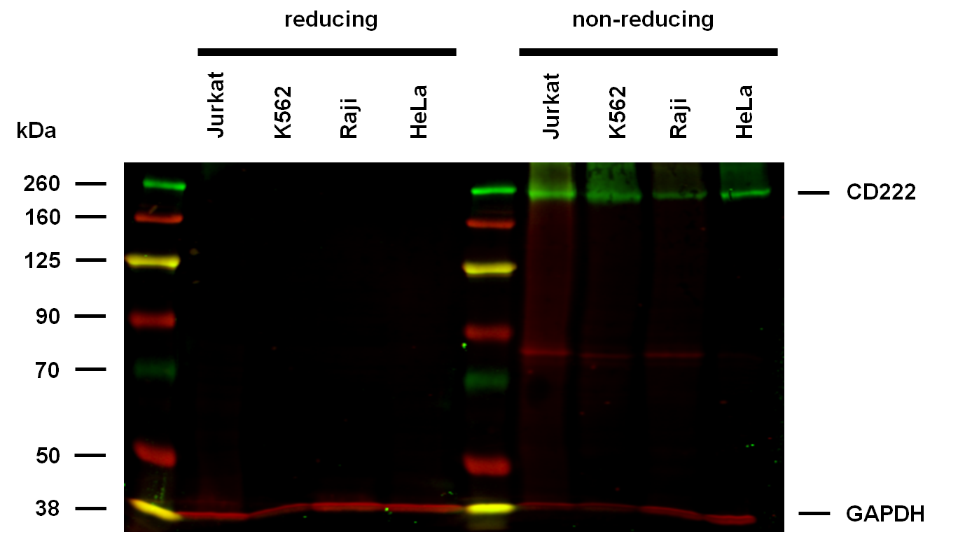 Anti-Hu CD222 Purified