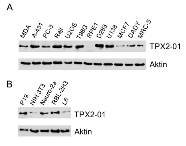 Anti-TPX2 Purified