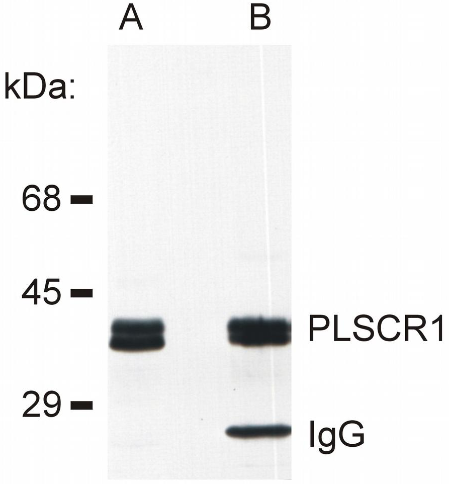 PLSCR1 Antibody