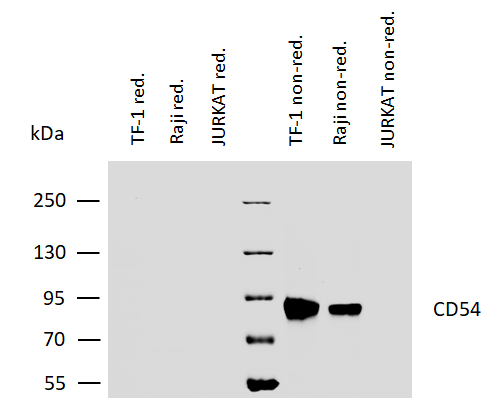 Anti-Hu CD54 Purified Azide Free