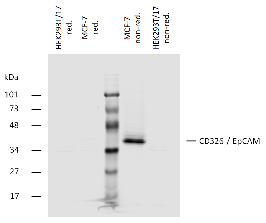 Anti-Hu CD326 Purified