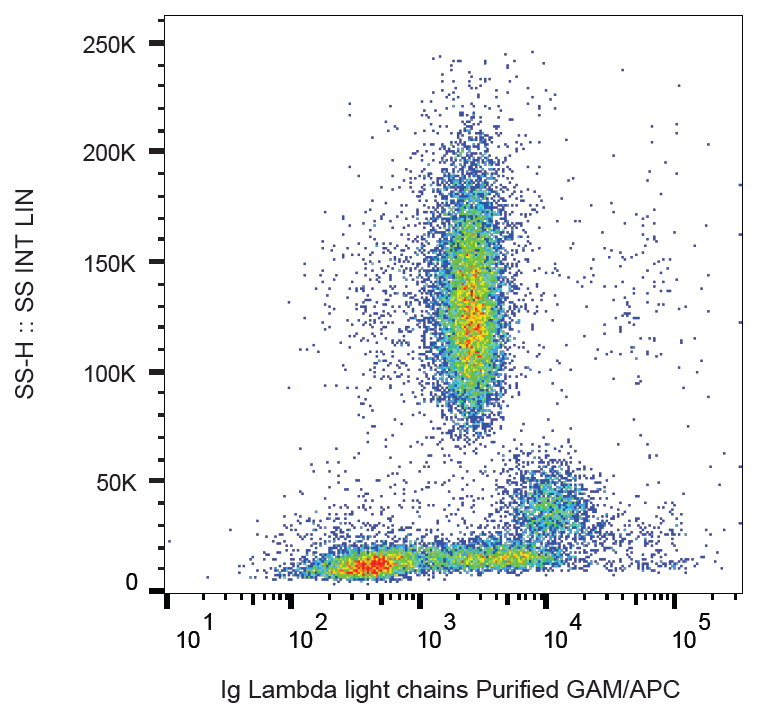 Ig Lambda Light Chain Antibody