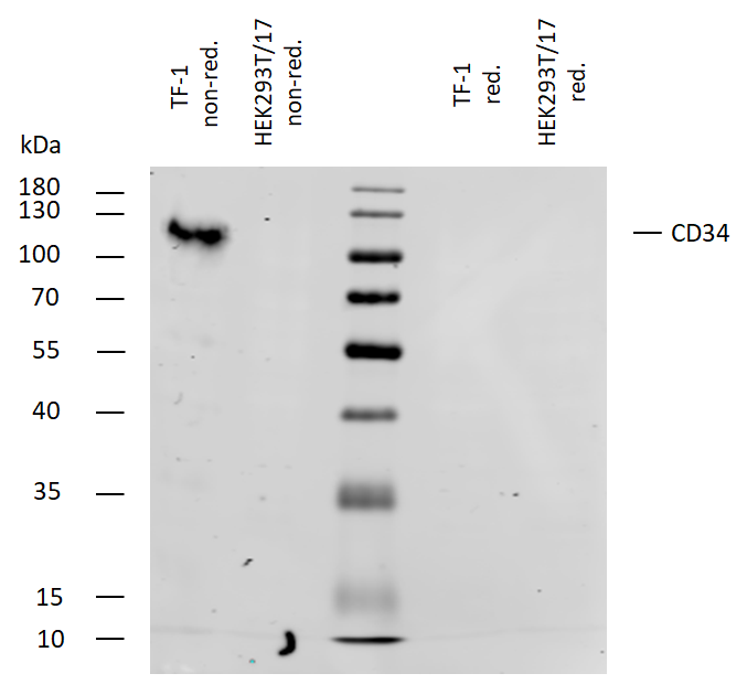 CD34 Antibody