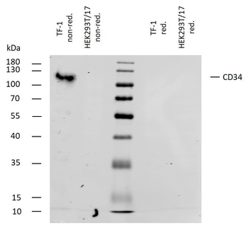 CD34 Antibody