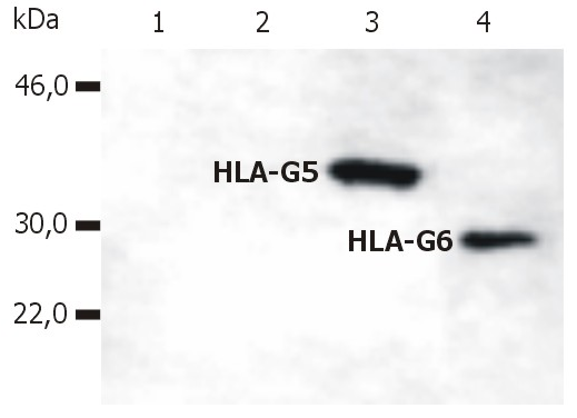 HLA-G Antibody
