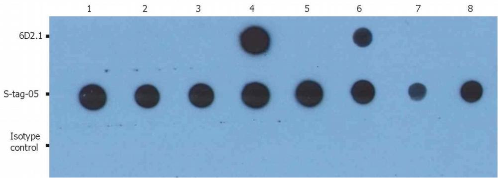 PKAc Antibody