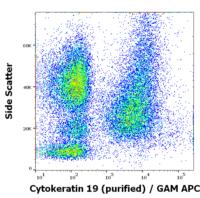 Anti-Cytokeratin 19 Purified