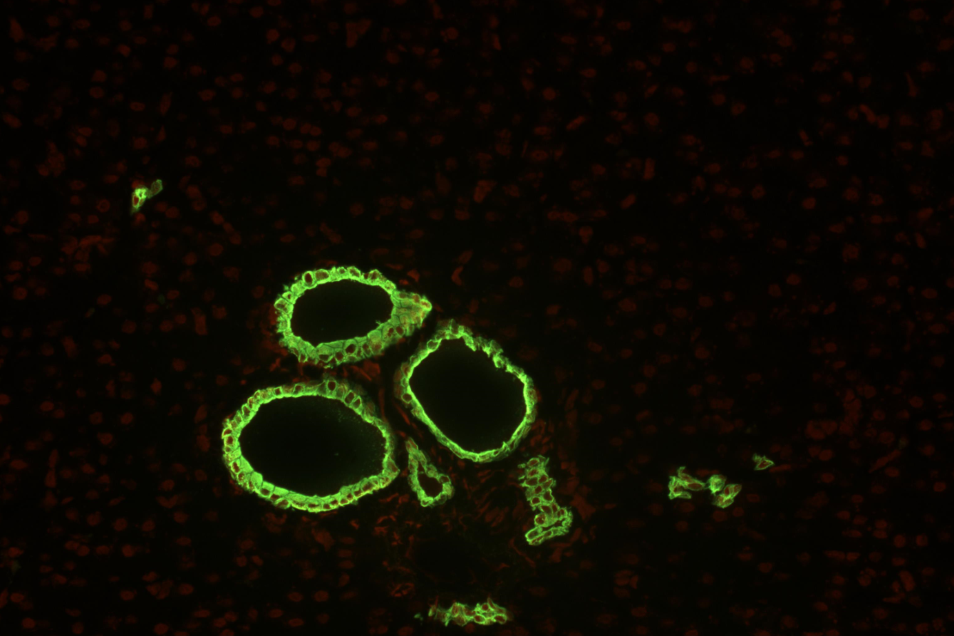 Cytokeratin 19 antibody