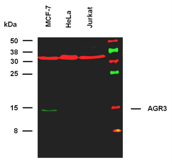 AGR3 Antibody