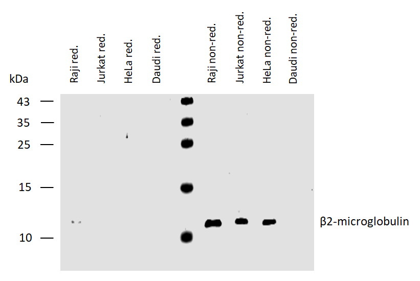 Anti-Hu beta2-Microglobulin Purified