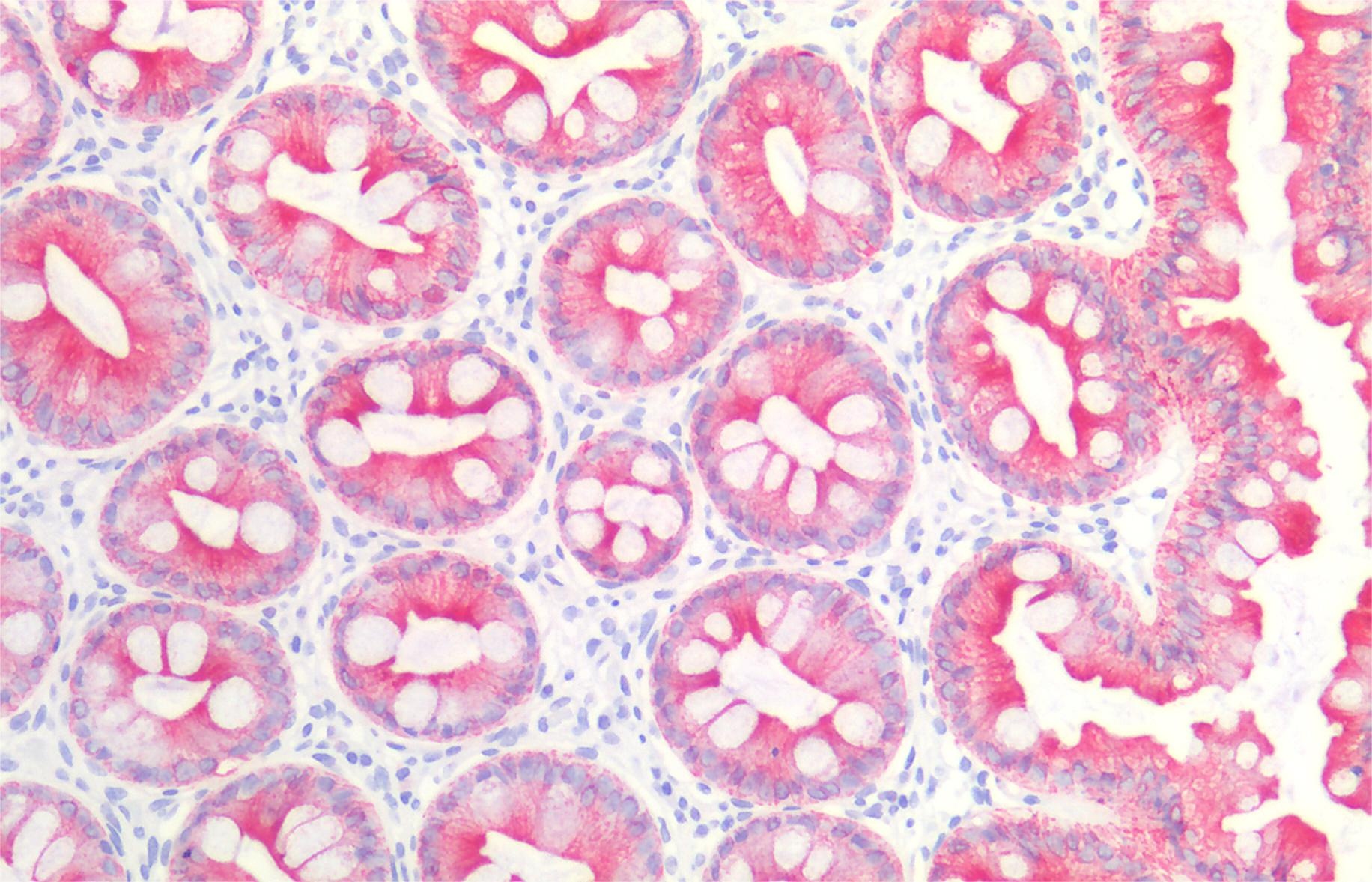Anti-Cytokeratin 19 Purified