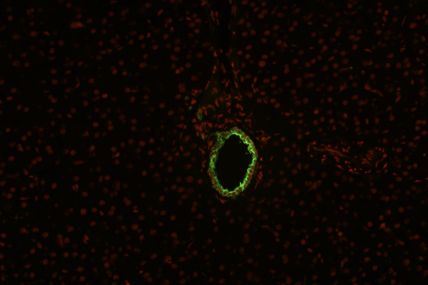 Cytokeratin 19 antibody