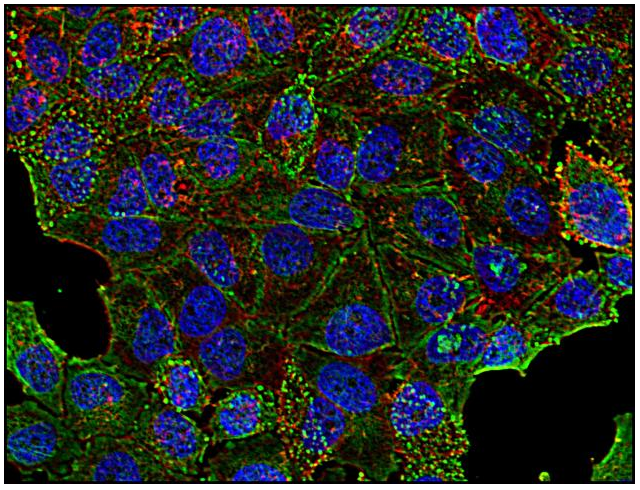 Anti-Clathrin Heavy Chain Purified