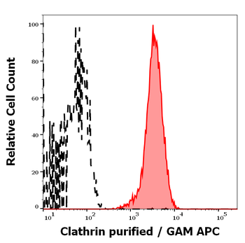 Anti-Clathrin Heavy Chain Purified