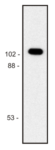 beta-Galactosidase (E. coli) Antibody
