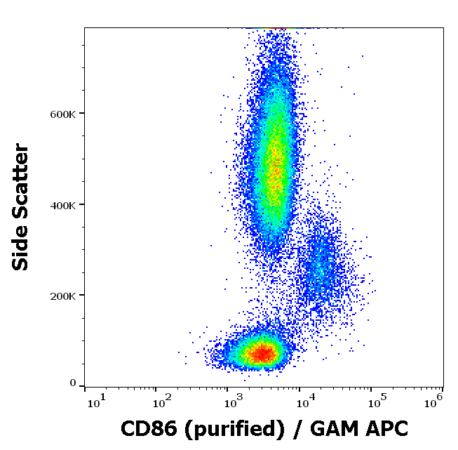 CD86 antibody