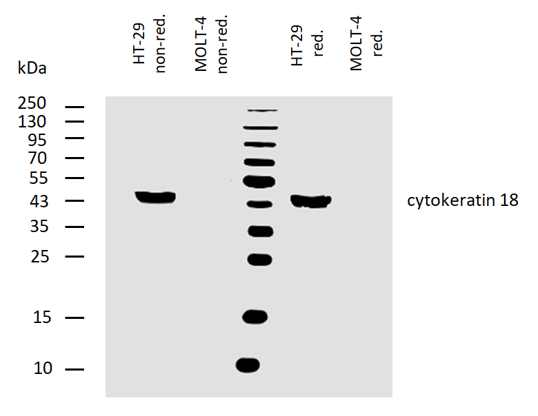 Anti-Cytokeratin 18 Purified
