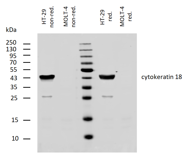 Cytokeratin 18 antibody