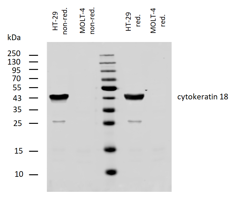 Anti-Cytokeratin 18 Purified