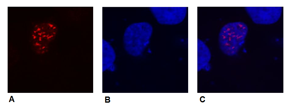 DDDDK tag Antibody