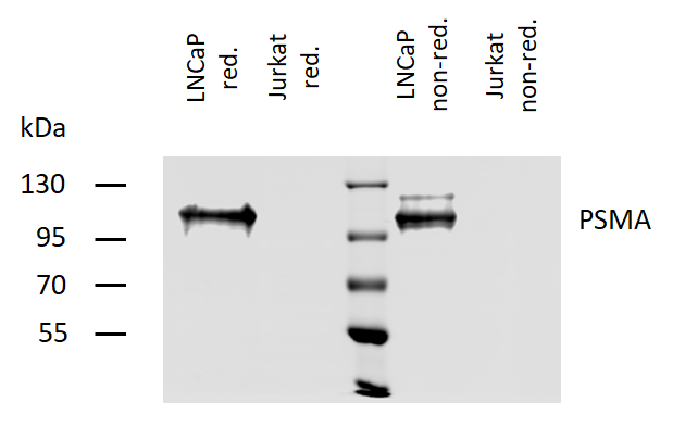 Anti-PSMA Purified