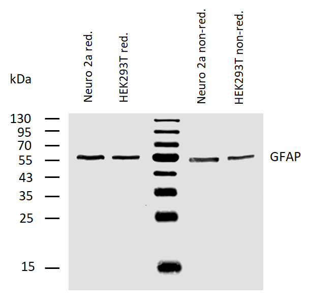 GFAP Antibody