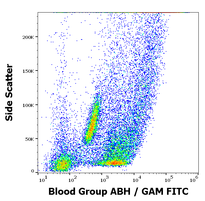 Blood Group ABH antibody