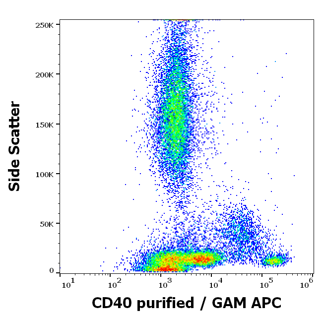 CD40 Antibody