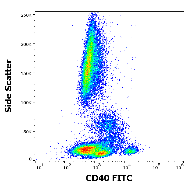 CD40 Antibody (FITC)