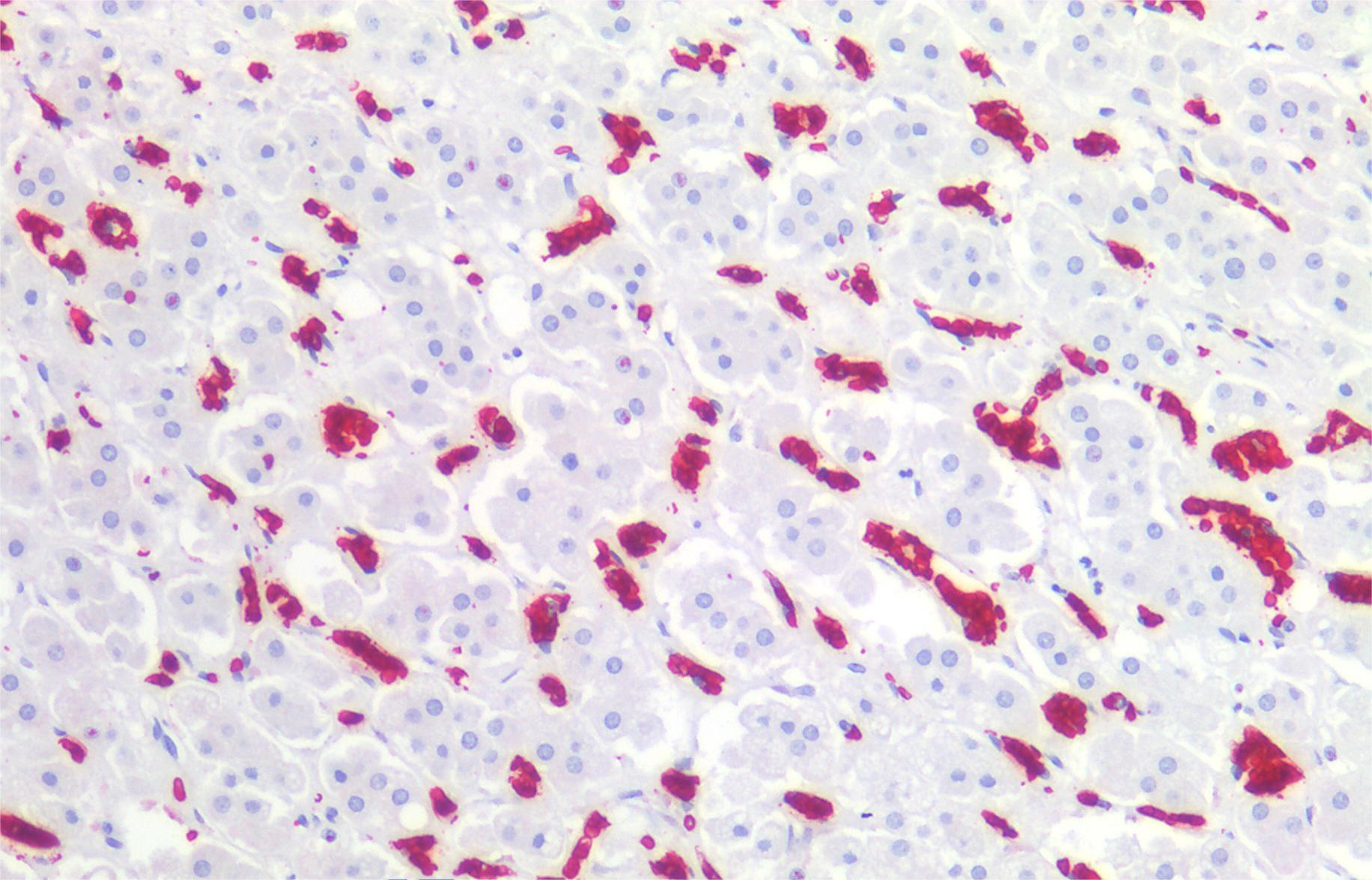 Anti-Hu CD235ab Purified