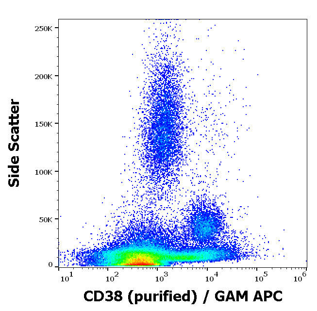 CD38 Antibody