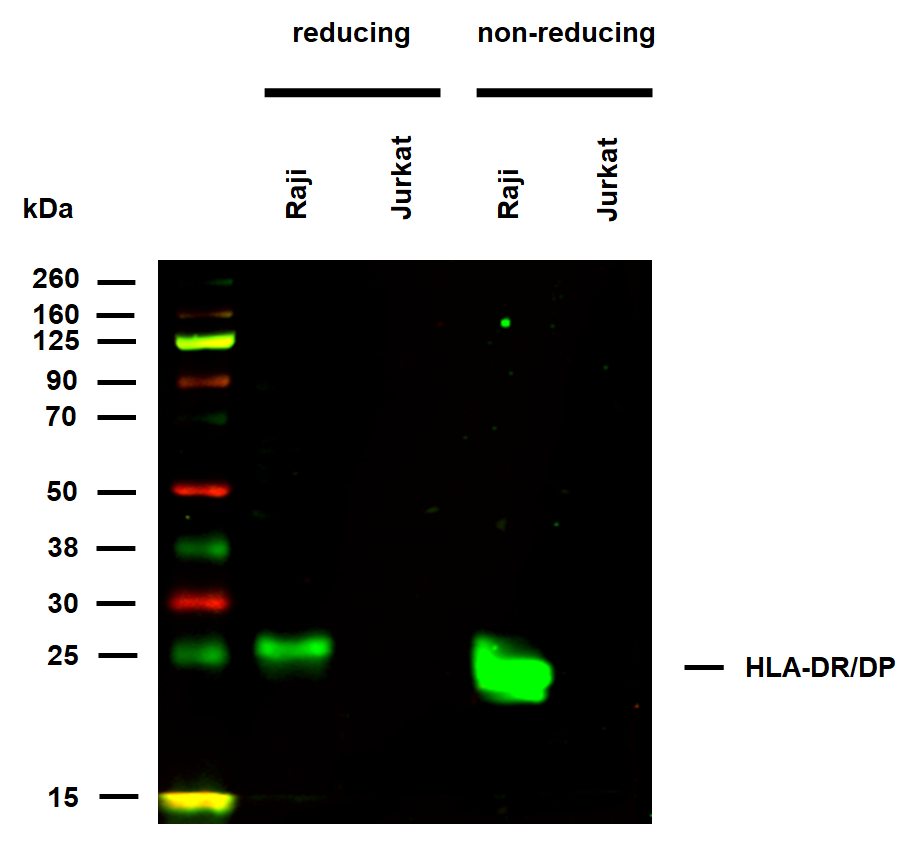 Anti-HLA-DR/DP Purified
