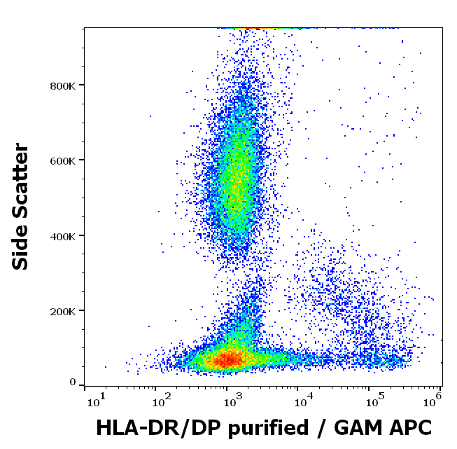 Anti-HLA-DR/DP Purified