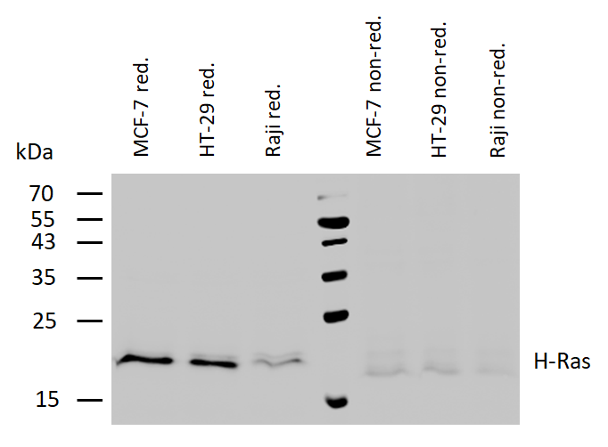 H-RAS Antibody