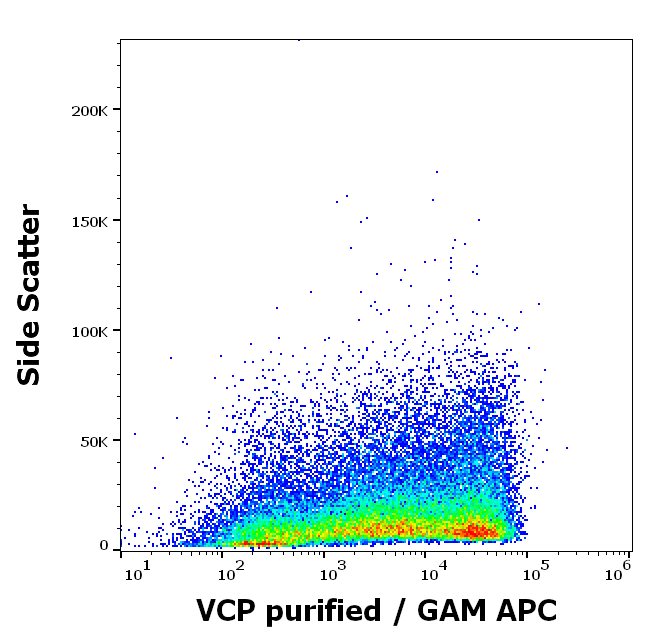 Anti-VCP Purified