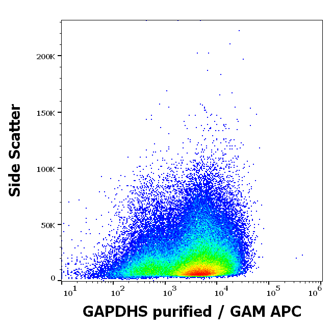 Anti-GAPDHS Purified
