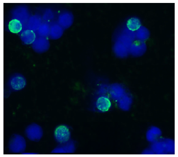 CD45 antibody