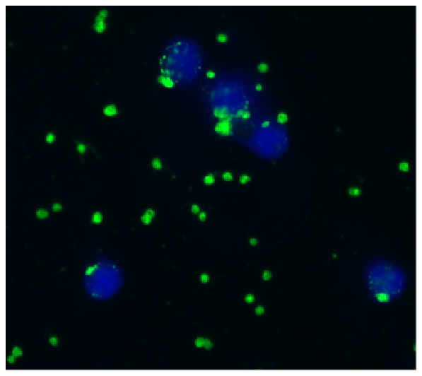 CD41 antibody