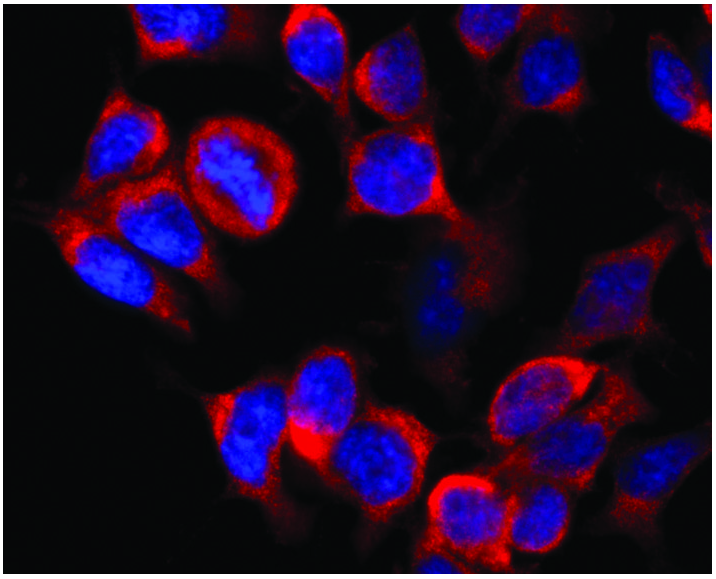 Kinesin Heavy Chain Antibody