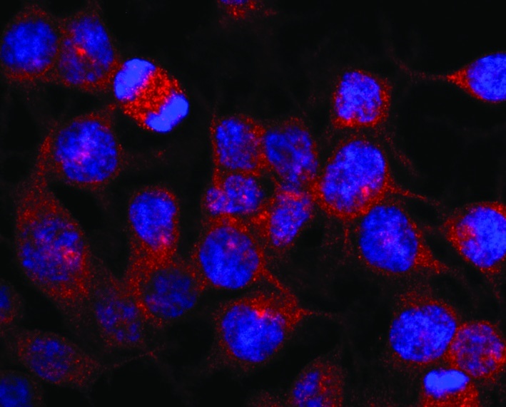 Kinesin Heavy Chain Antibody